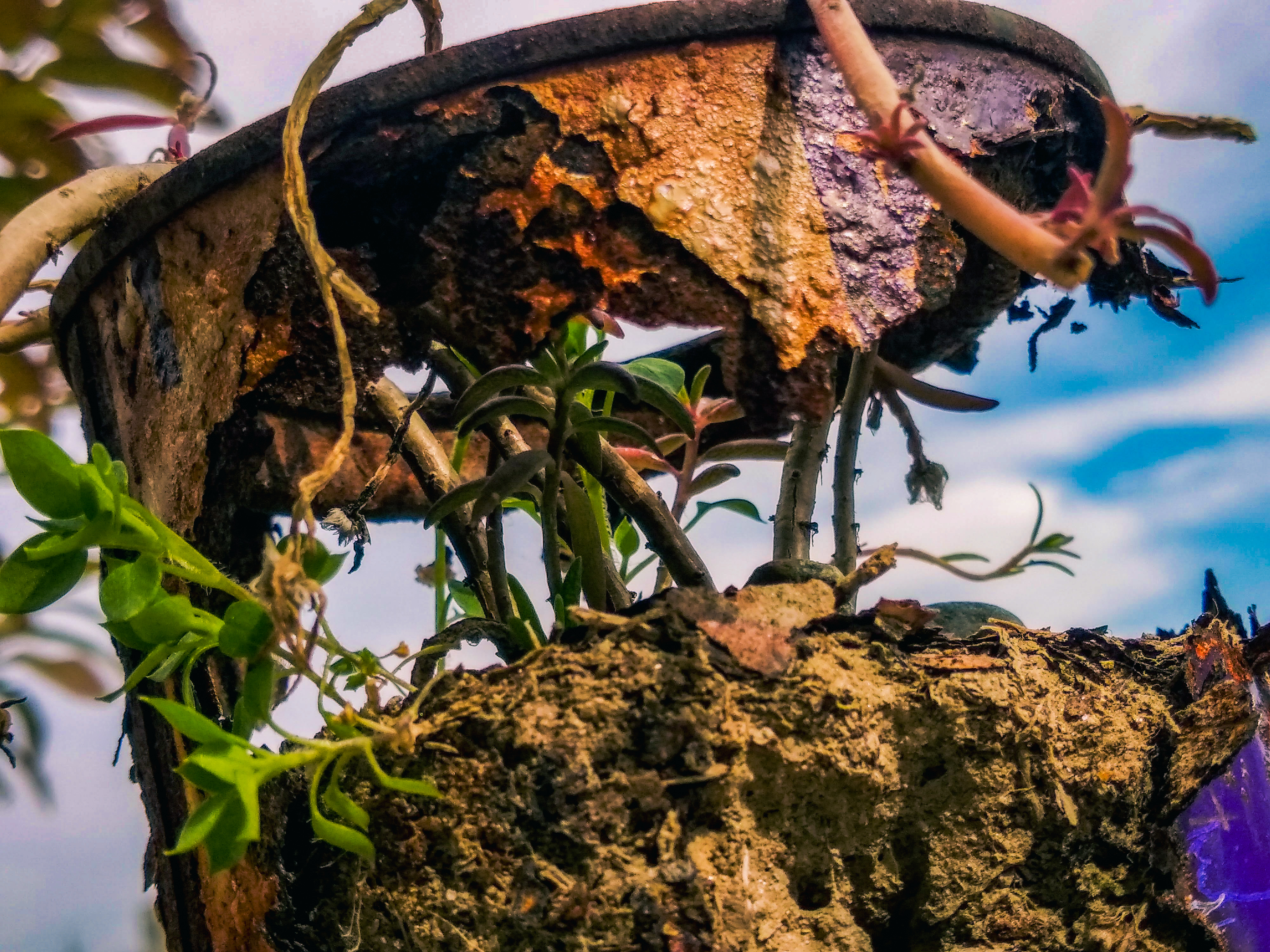 Weathered Wonder
